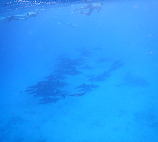 Schnorcheln mit Delphinen