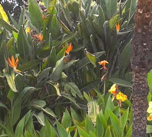 Ein Garten mit seinen Pflanzen