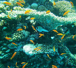 Tauchen bei der Dive Connection