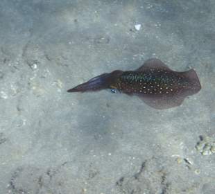 Schnorcheln Marsa Alam