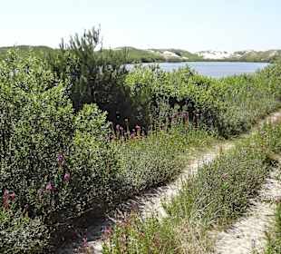 Weg zum Wriakhörnsee