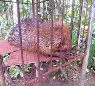 Stachelschwein im Dschungel-Bio-Garten