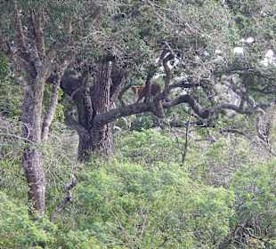 Leopard im Nationalpark Yala