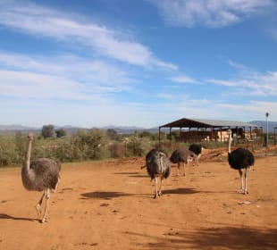 ...auch rennen sie hinter dem Traktor her!