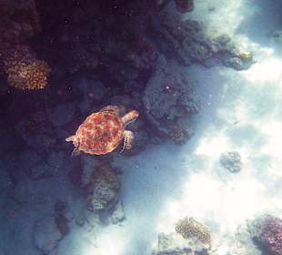 Schildkröte am Hausriff