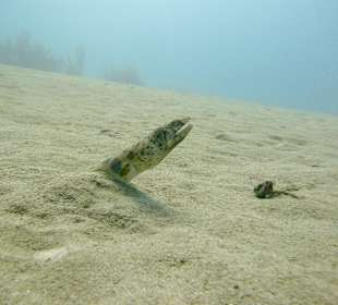 Tauchschule MerlinSosua