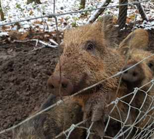 Nur hinter dem Zaun ist man sicher