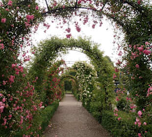 Rosenfest im Westfalenpark in Dortmund