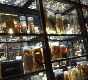 Museum für Naturkunde