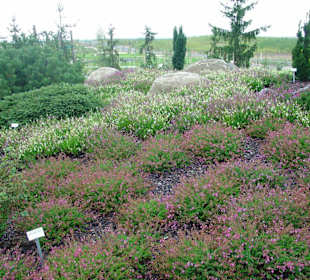 Thema Heidelandschaft