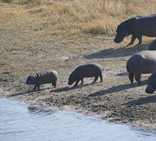 Tierbeobachtung am Boteti