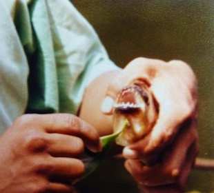 Piranhas -Angeln im Orinoco