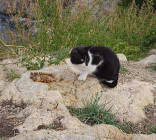 Liebe wilde kastrierte Katzen Faro Capdepera