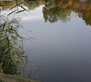 Idylle am Mühlenteich