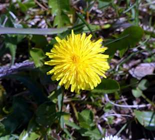 Liegewiese