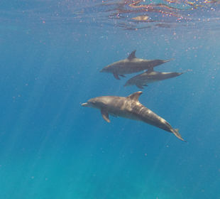 Schnorcheln Dolphinhouse Marsa Alam