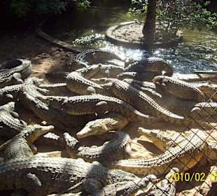 Crocodile Farm and Snake Park, Malindi