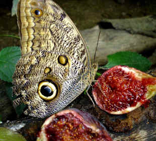 Schmetterlingspark Elne