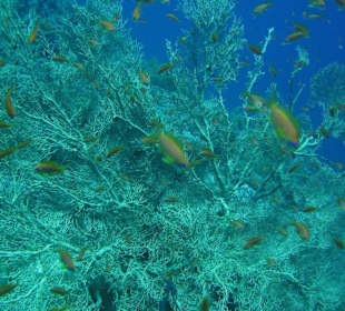 Unterwasserwelt Dahabs