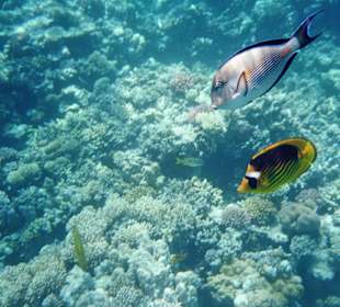 Riffbewohner