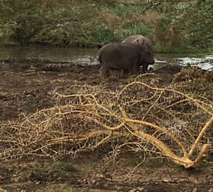 Hippospot Ziwani Camp