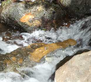 Krokodil bei der Zahnpflege (Tsavo West)