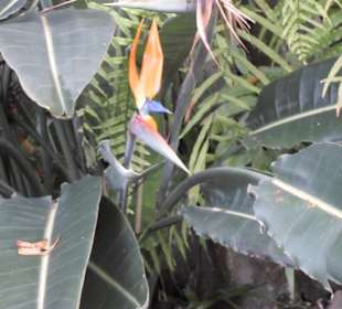 Im Jardín de aclimatación de La Orotava