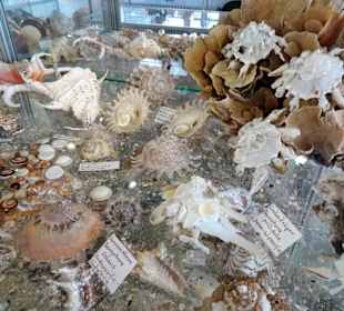 Exponate des Muschelmuseums von Hooksiel