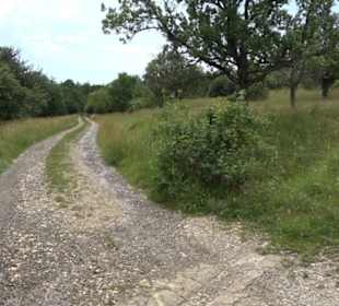 Premiumspazierweg Früchtetrauf-Leisawegle