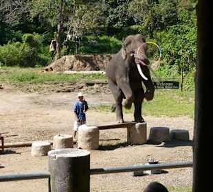 Maetang Elephant Park