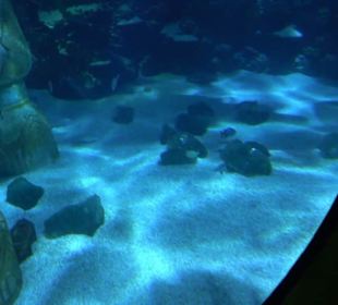  Lego X-Treme - Legoland Atlantis by SEA LIFE