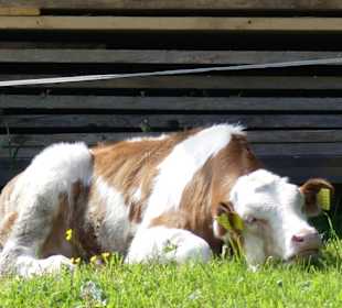 Gast am Weg, oder wir zu Gast ;-) 