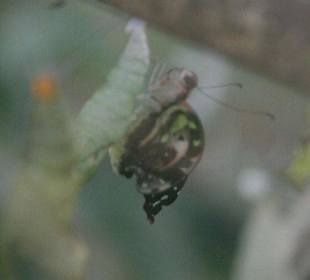 Schmetterling beim Schlüpfen
