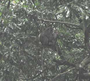 Affen in den Bäumen