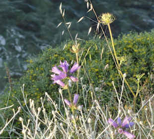 Blüte auf den Klippen