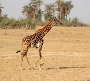 Giraffe