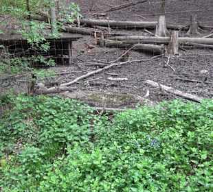 Wildgehege im Rammert