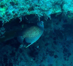 Bayahibe St. George Wreck