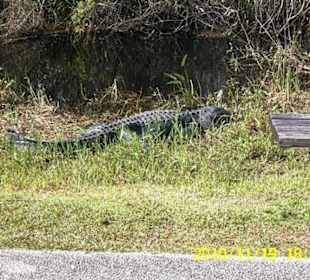 Alligator am Wegesrand