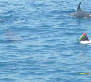 Dive Point Red Sea-Ausflug