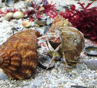 In den Aquarien des Wattenmeer Besucherzentrums