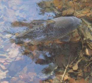 Karpfen im See des Japanischen Garten