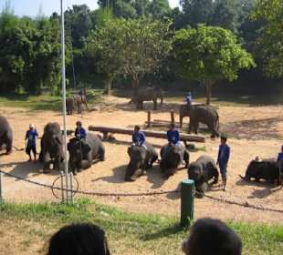 Die Elefantengruppe mit ihren Führern.