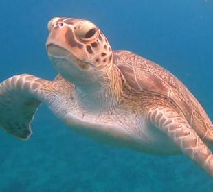 Schnorcheln Abu Dabbab