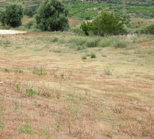 Vertrocknete Fairways