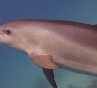 Freilebende Delfine im Roten Meer