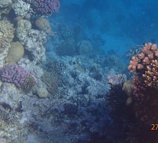 Korallen Riff mit Fisch