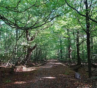 Herbstspaziergang durch den Hasbruch