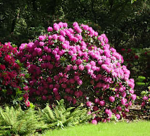 Hauptblüte im Rhododendronpark Bremen