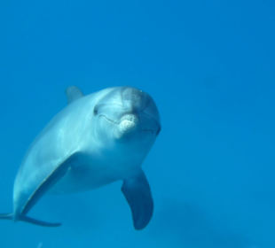Ein Delfin ist neugierig